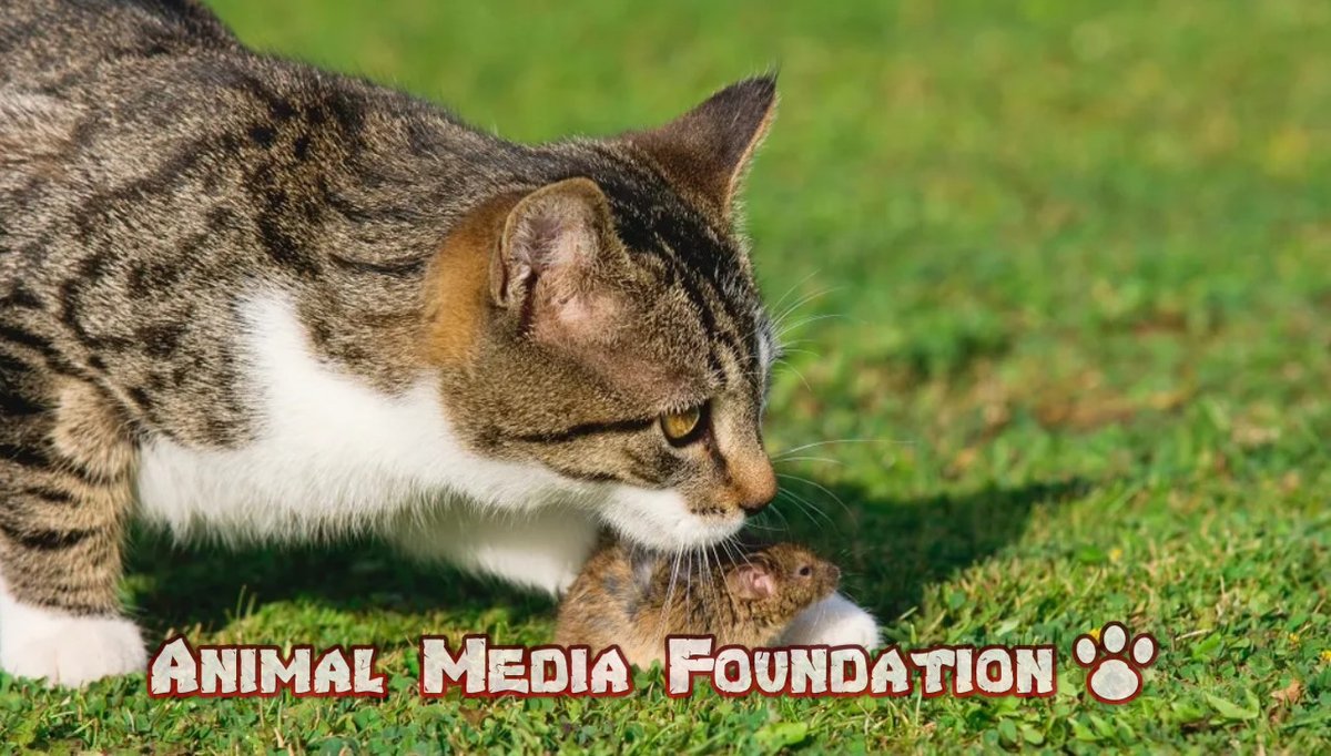 Why do cats catch mice outside but not inside?