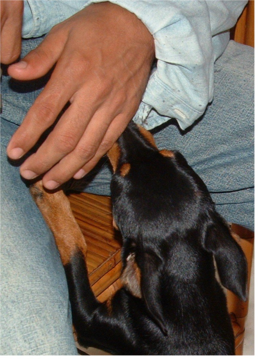 Why would my newly adopted puppy growl at me whenever I try to pick him up or hug him sometimes?