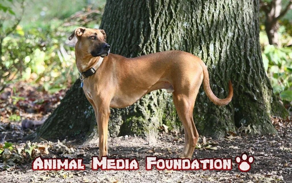 Black Mouth Cur Dog