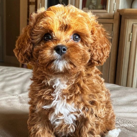 Cavapoo Puppies