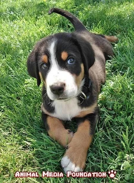 Greater Swiss Mountain Dog