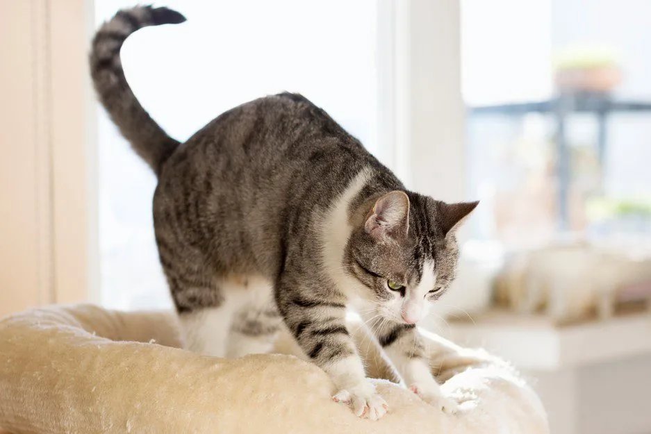 Why Do Cats Make Biscuits?