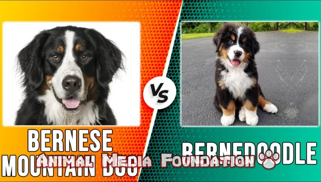 Bernedoodle