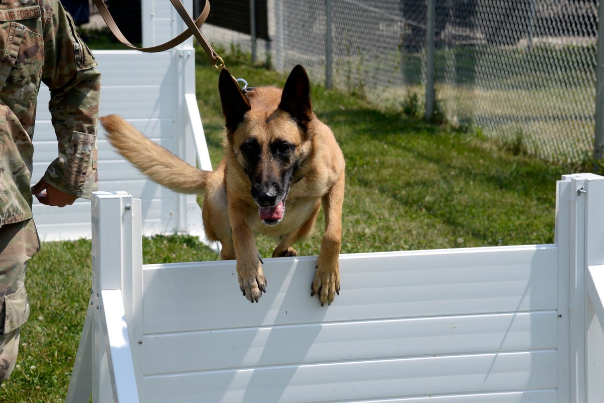 dog training courses
