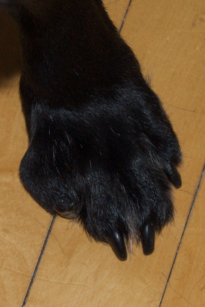 dogs with cancer symptoms