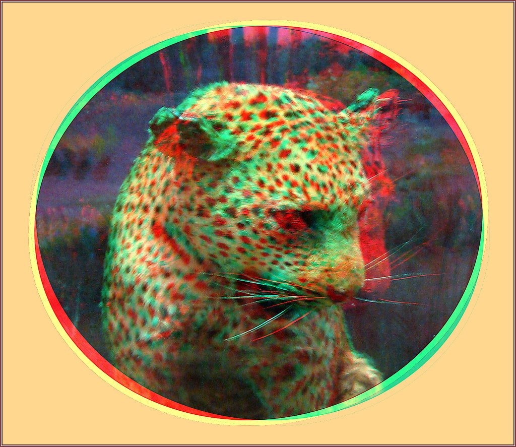 What kind of wild animal would go in circle?