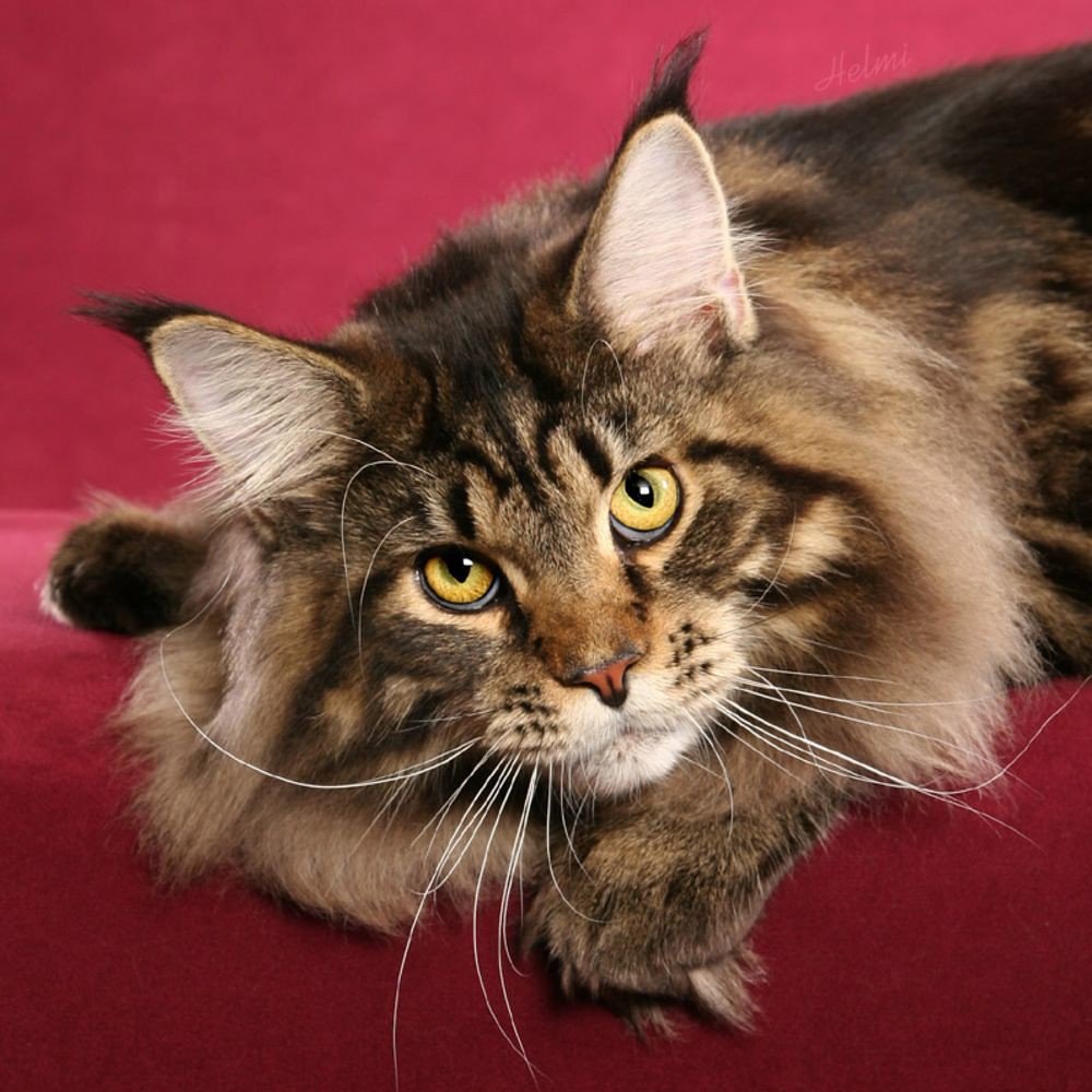 maine coon price