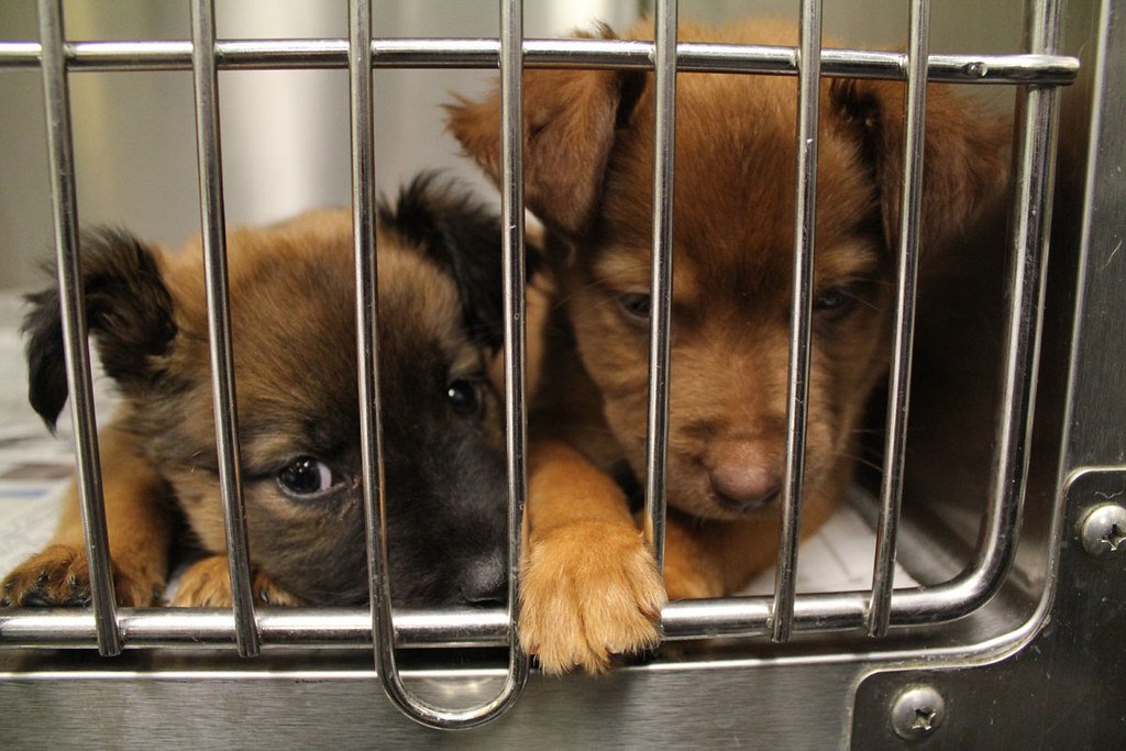 animal shelter near me