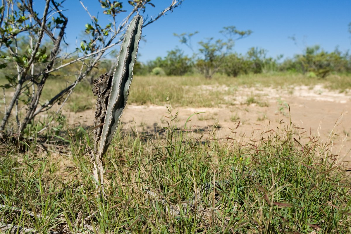 What is the savanna known for?