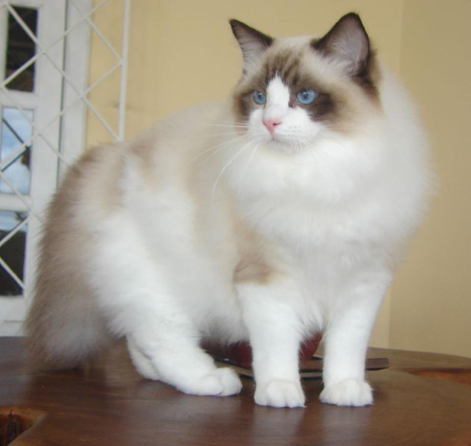 ragdoll cat size