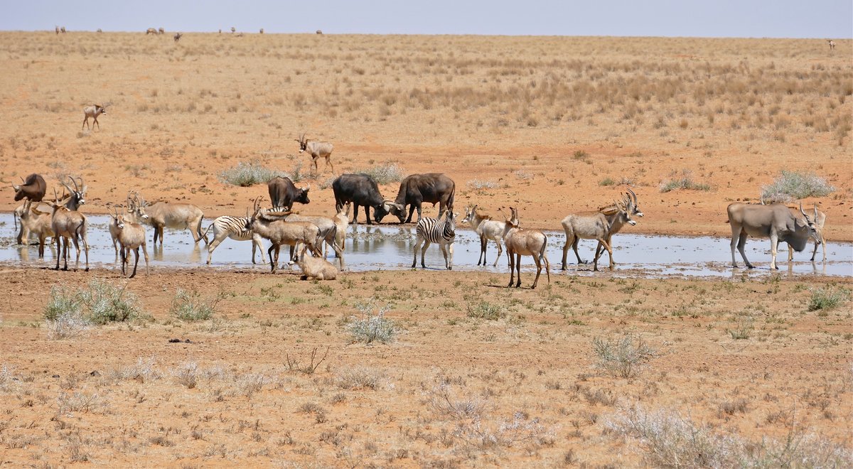 Where is savanna located?