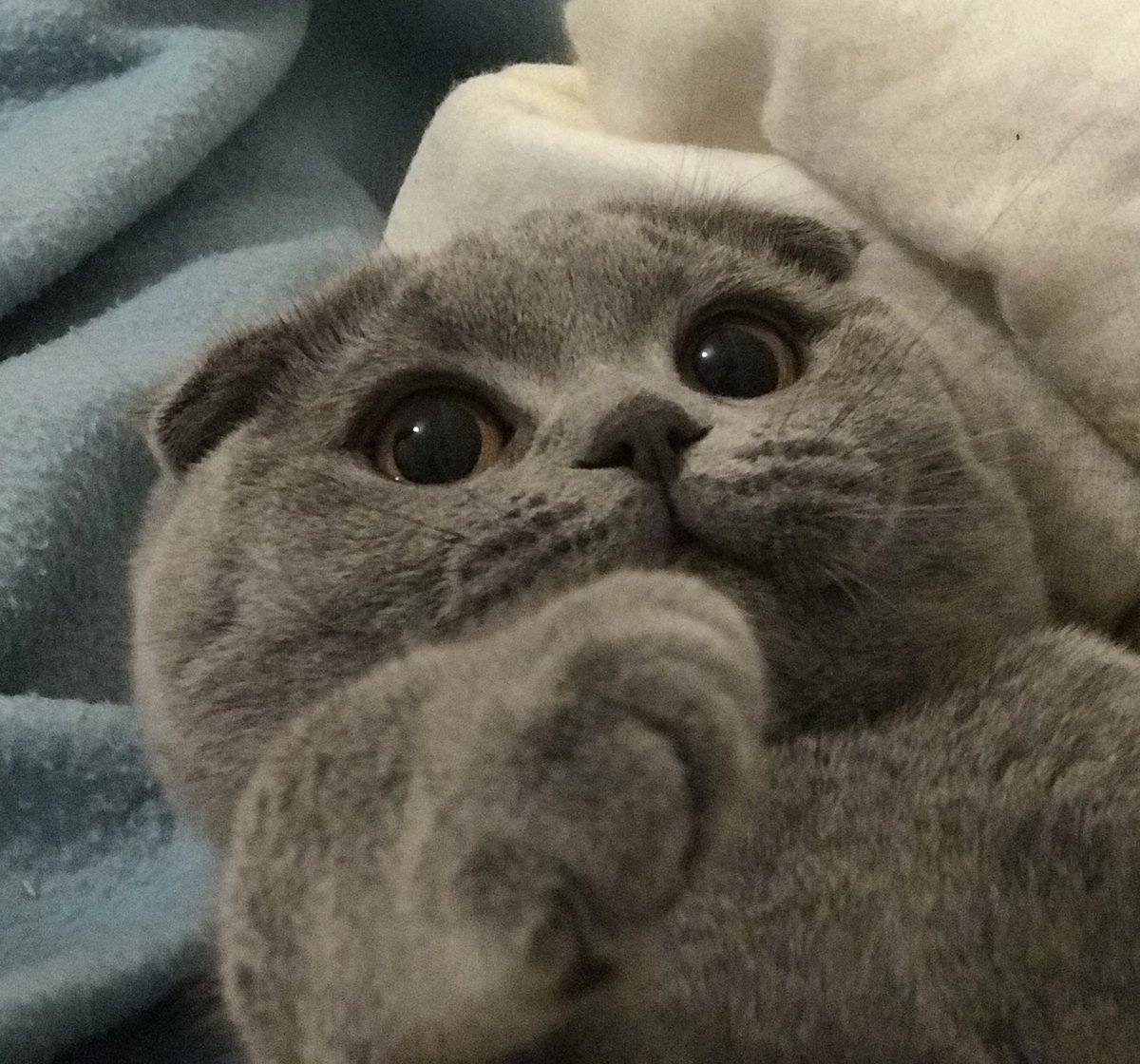 scottish fold cat breed