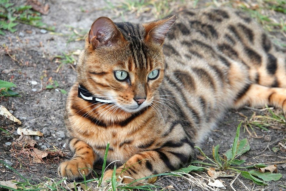 bengal cat price