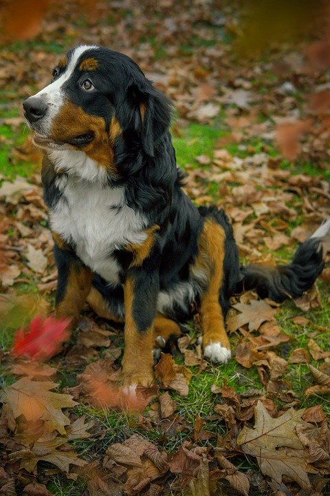 bernese mountain dog for sale