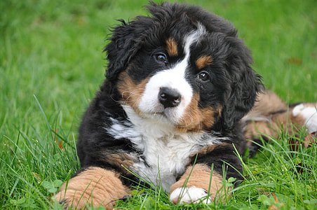 bernese mountain dog price