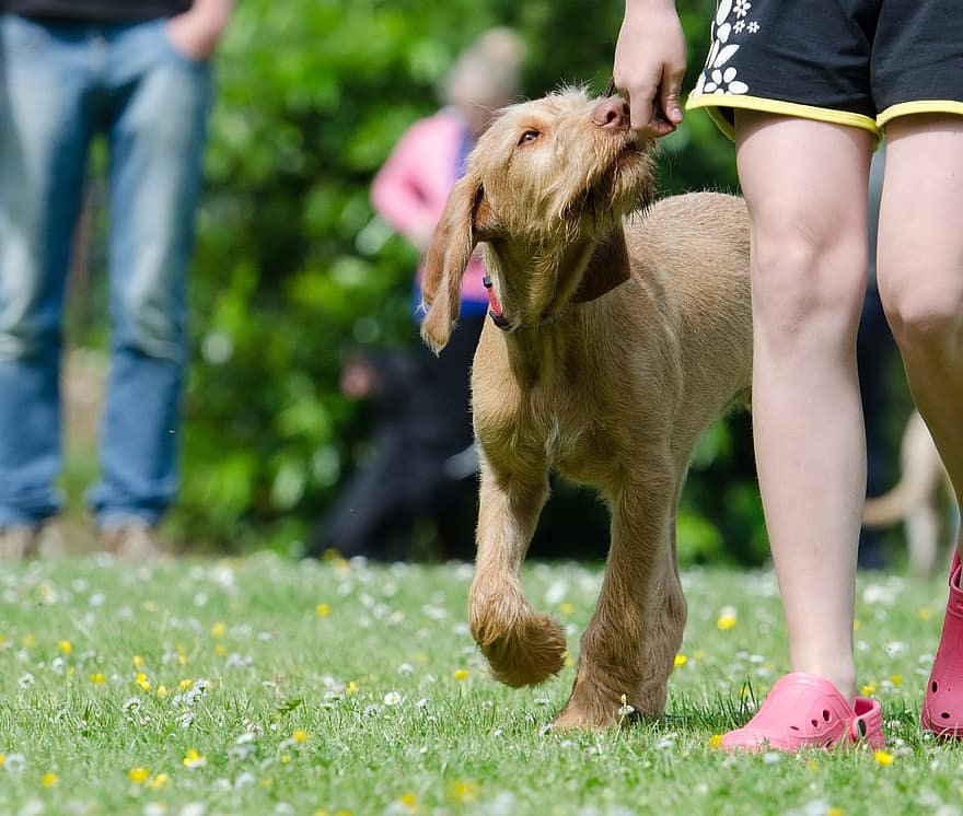 dog training school