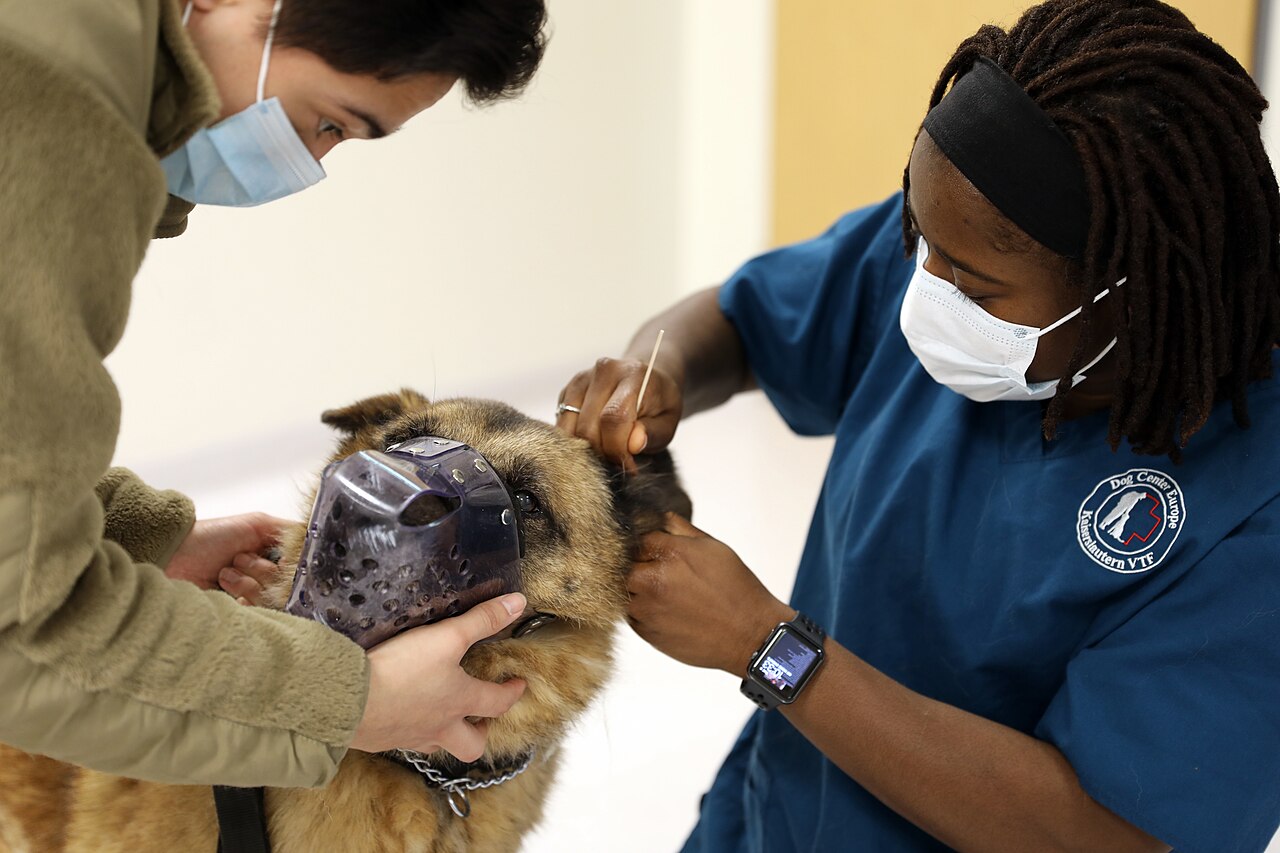 How to Clean Your Dog's Ears Safely at Home