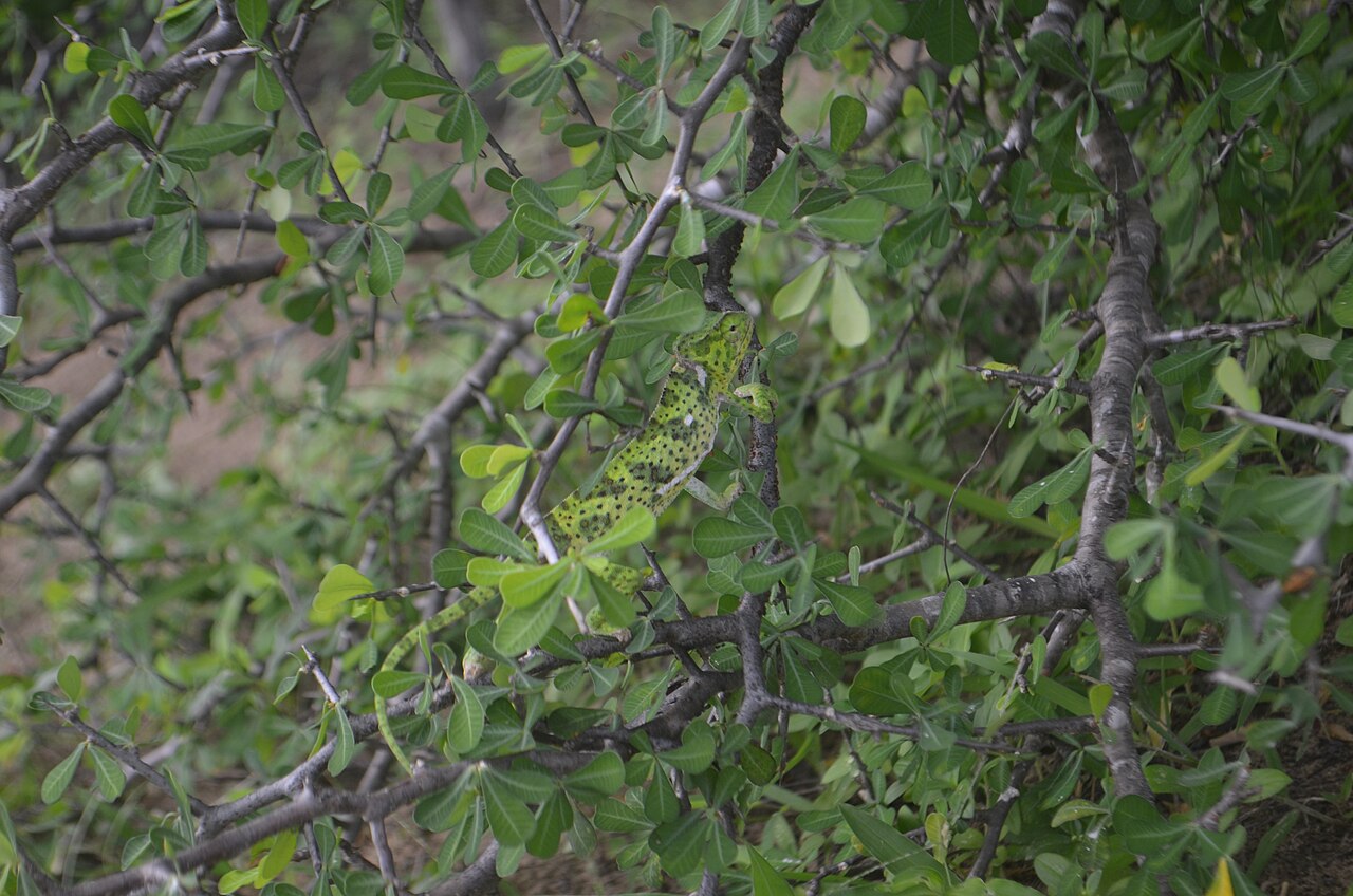 Why Chameleons Change Color (It's Not Camouflage)