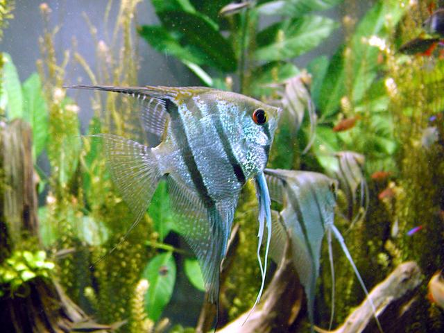 Why Do Angelfish Change Gender? The Surprising Truth
