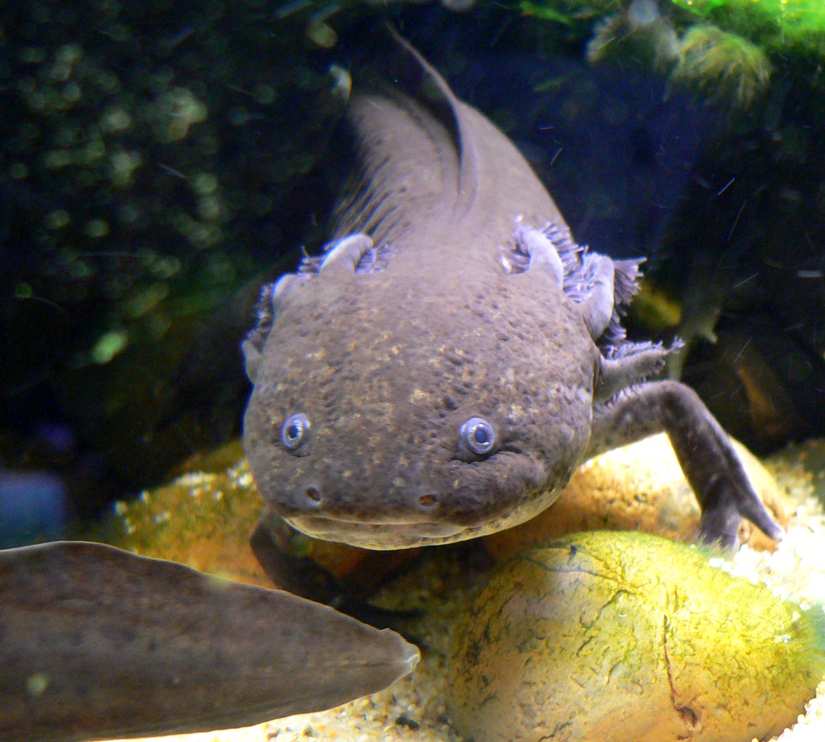 Why Do Axolotls Regrow Limbs The Regeneration Truth