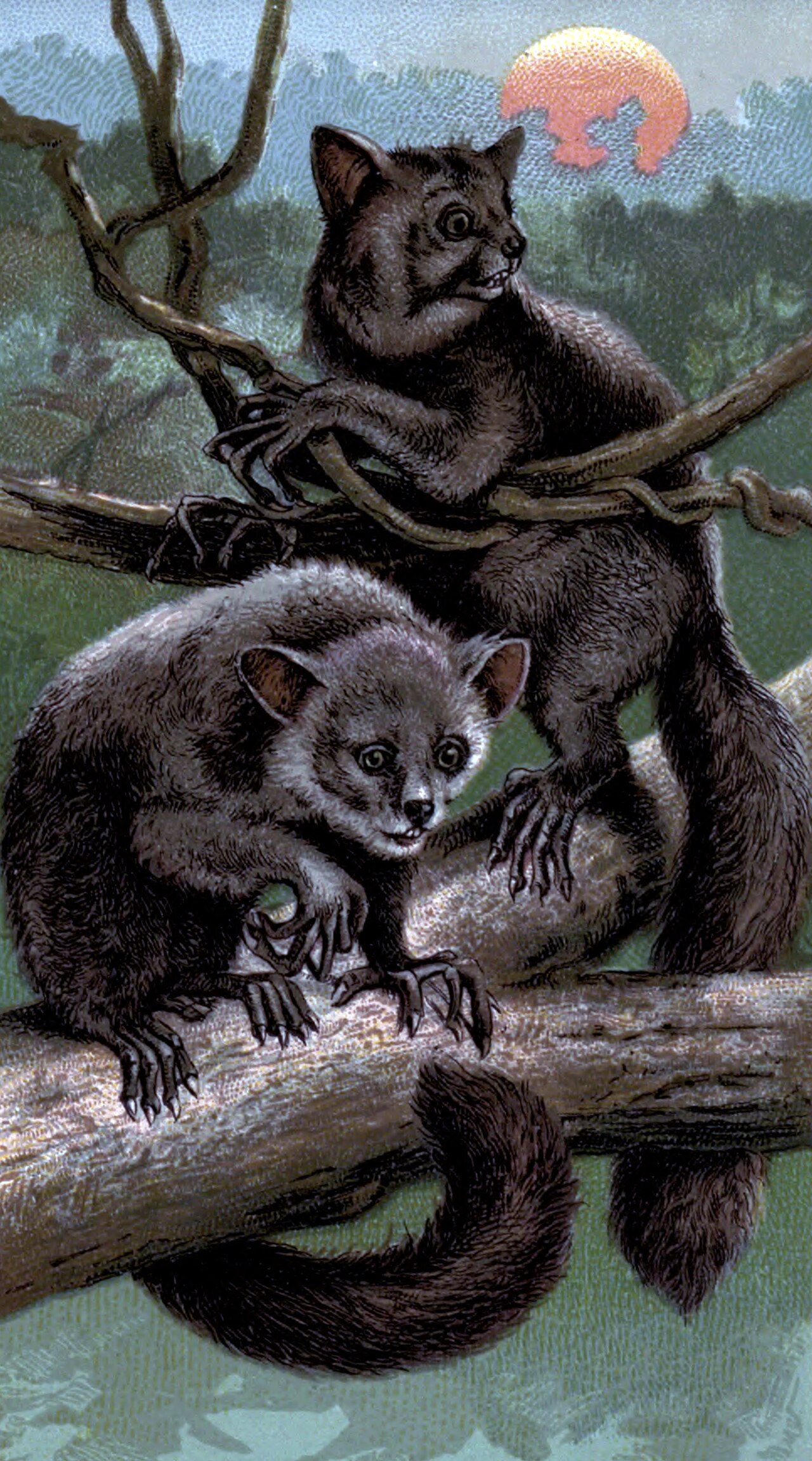 Why Do Aye-Ayes Have Such Creepy Long Fingers?