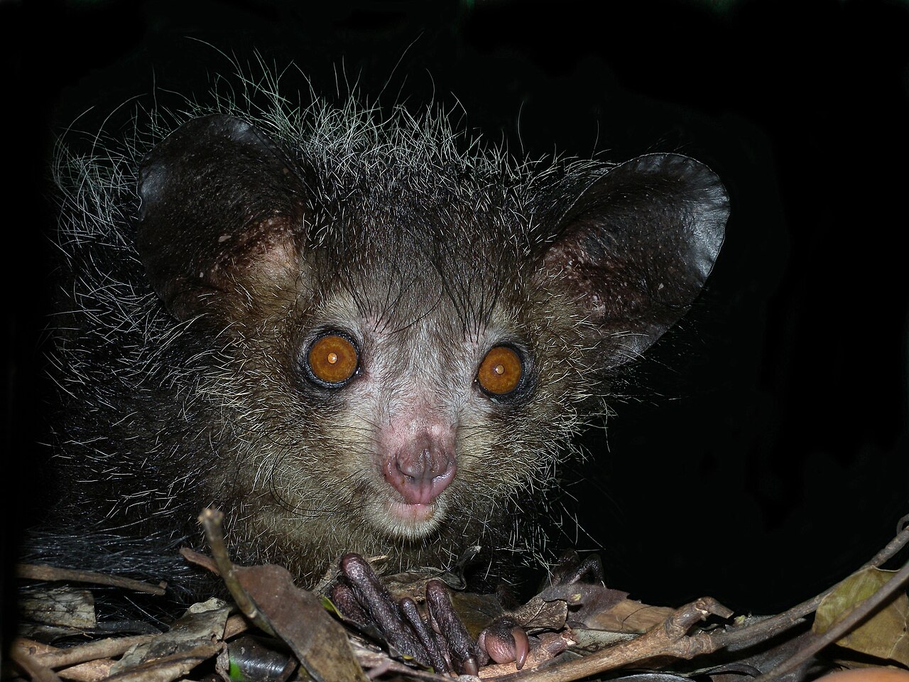 Why Do Aye-Ayes Have Such Freaky Fingers?