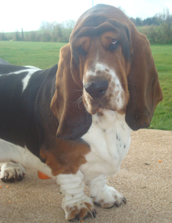 Why Do Basset Hounds Have Long Ears and Sad Eyes?