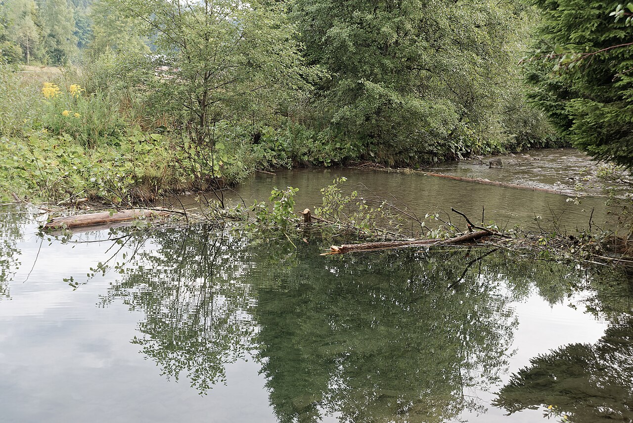 Why Do Beavers Build Dams The Real Reason