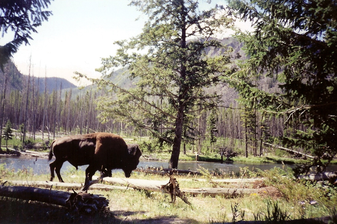 Why Do Bison Have Huge Humps? The Powerful Truth