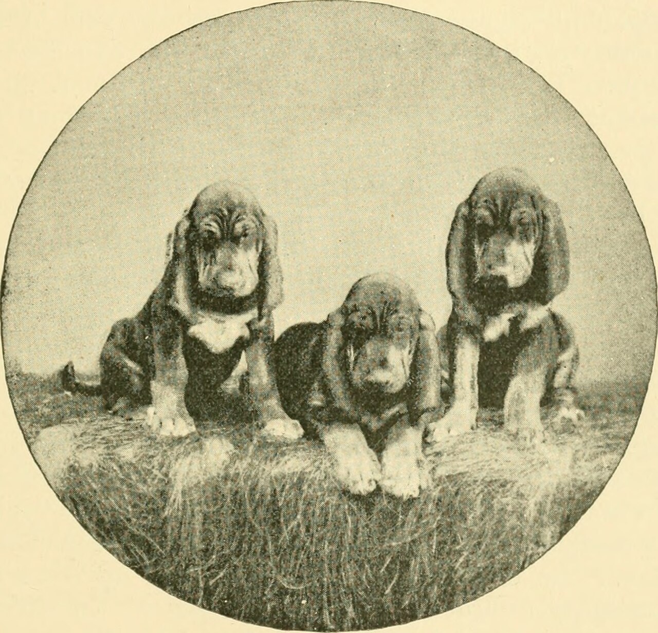 Why Do Bloodhounds Have Such Wrinkly Skin
