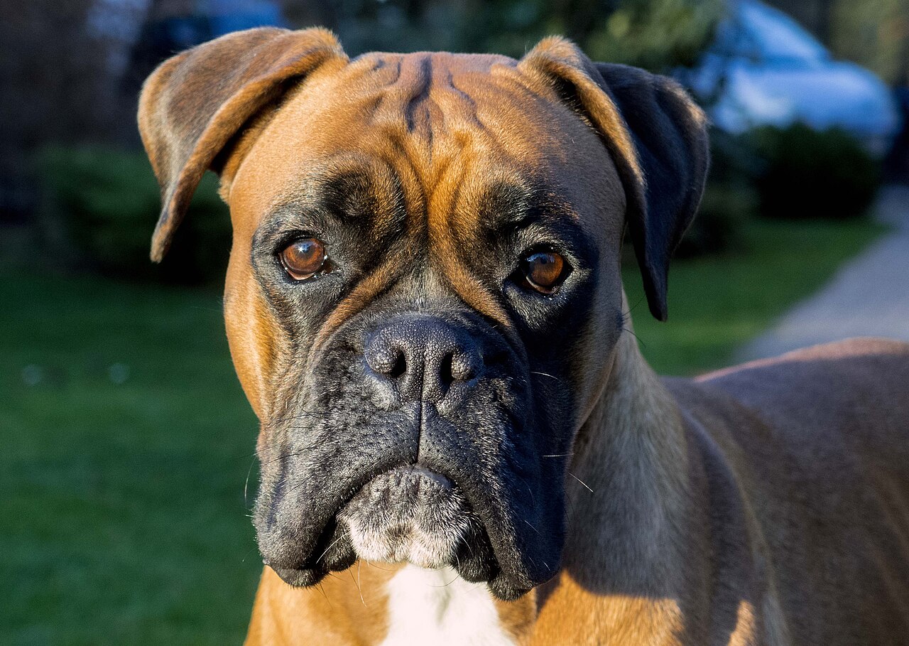 Why Do Boxer Dogs Have Droopy Jowls? The Truth