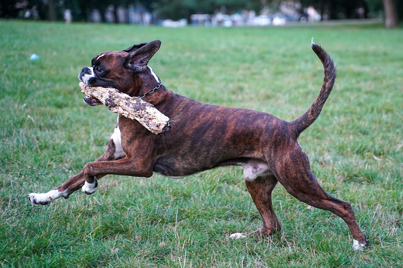 Why Do Boxers Get the Zoomies? The Burst of Energy Truth