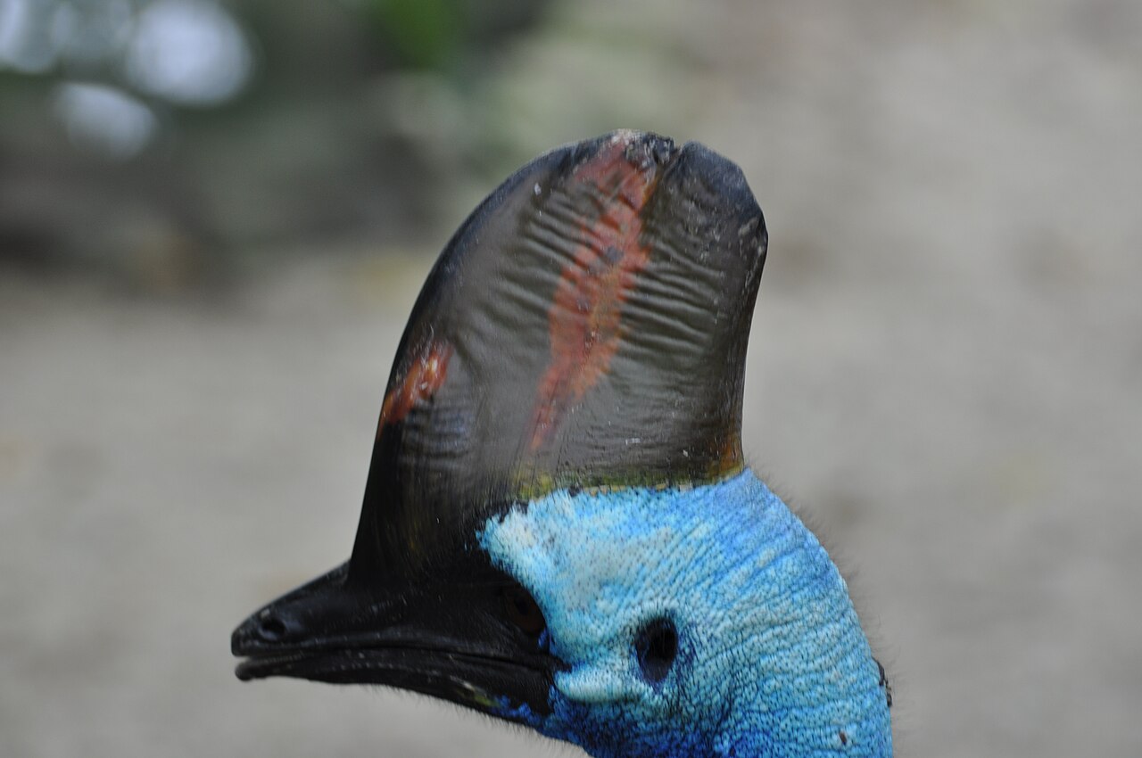 Why Do Cassowaries Have Helmets? The Surprising Truth
