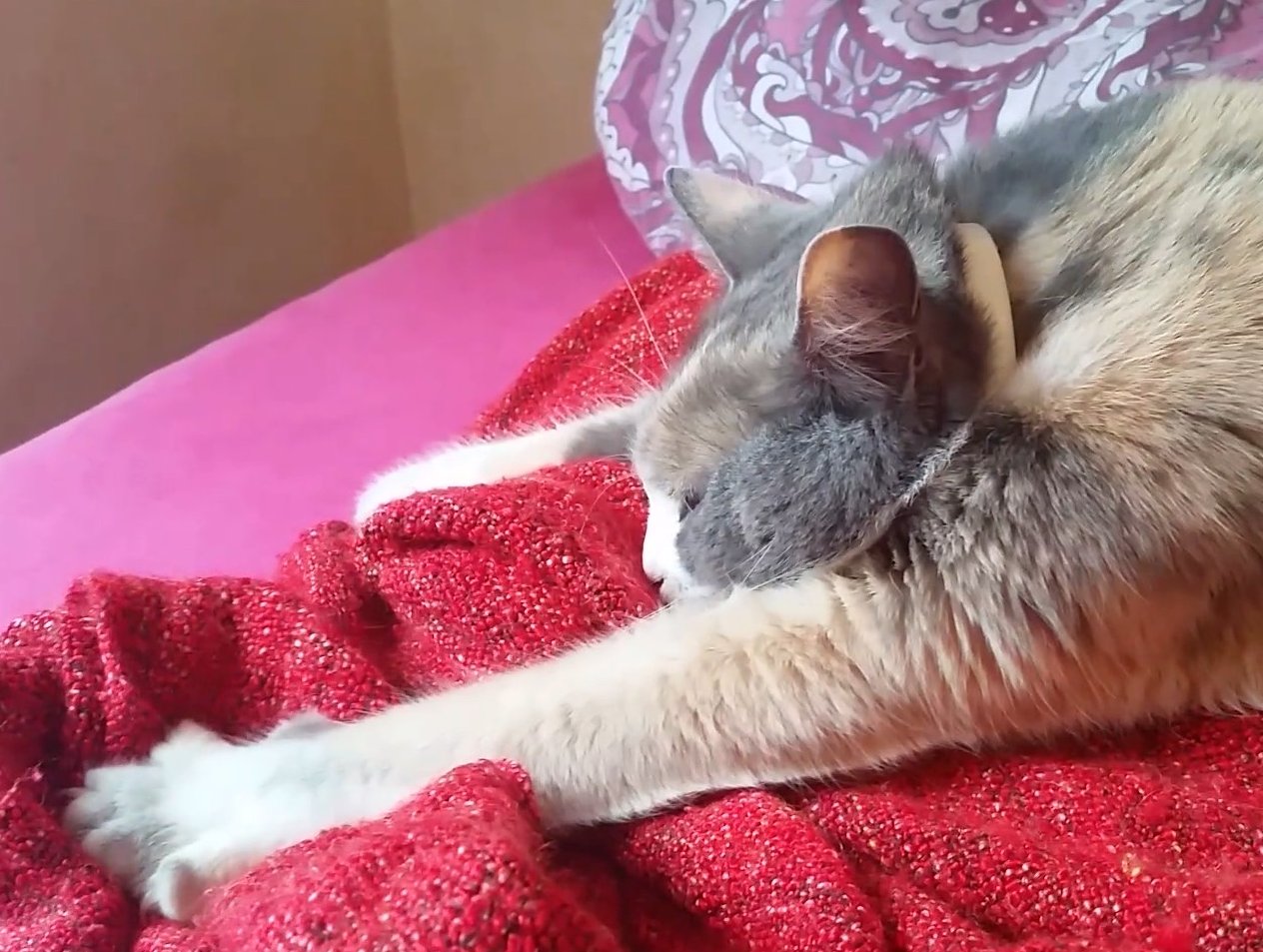 Why Do Cats Knead? The Surprising Truth Behind Biscuits
