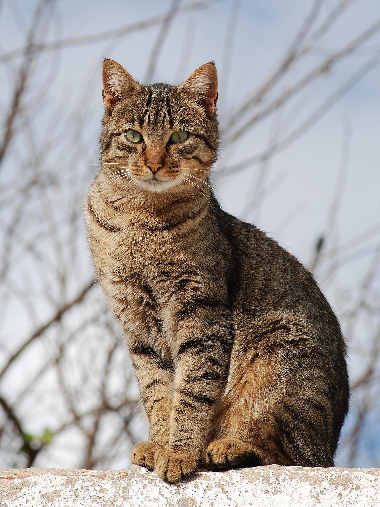 Why Do Cats Purr? It's Not Always Happiness