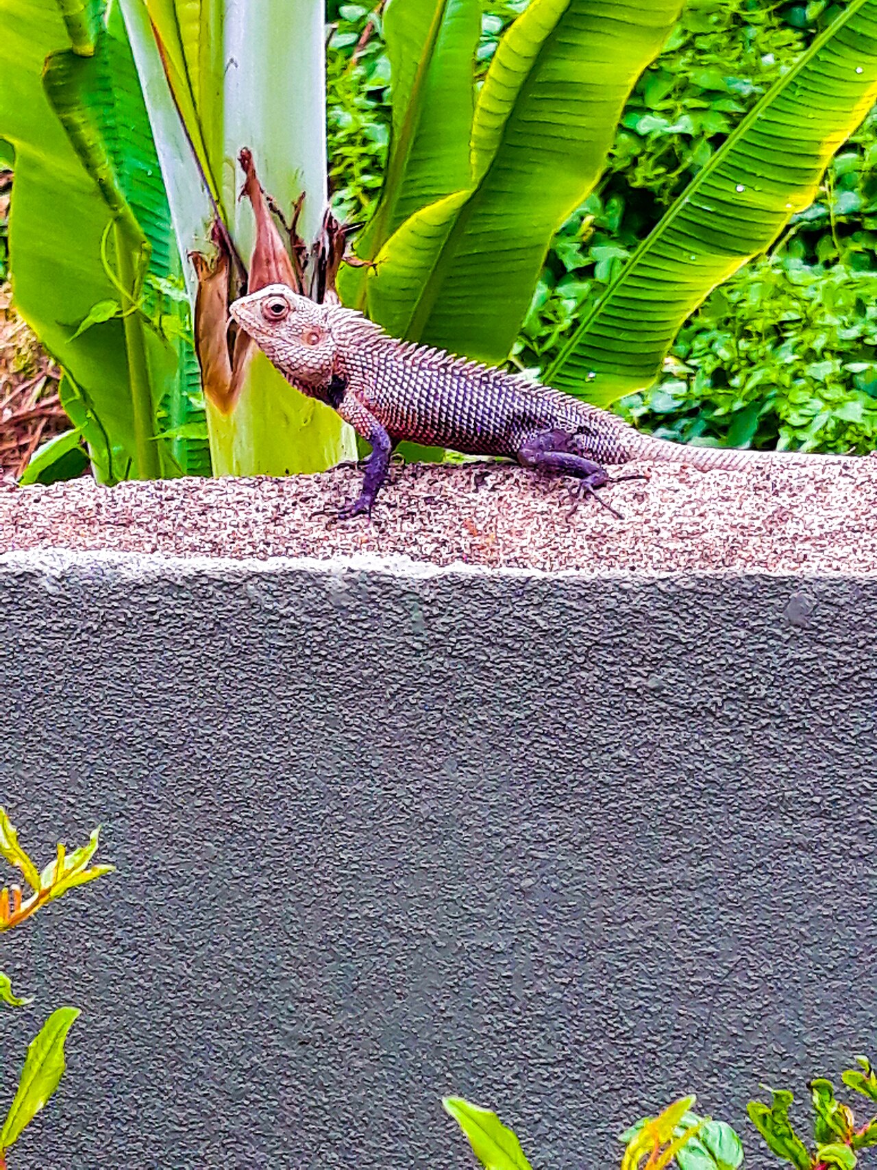 Why Do Chameleons Change Color? The Hidden Truth