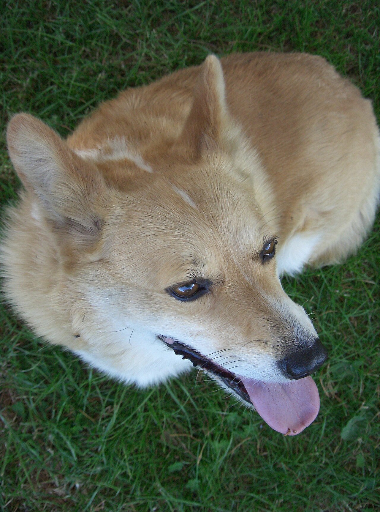 Why Do Corgis Have Short Legs The Genetic Truth