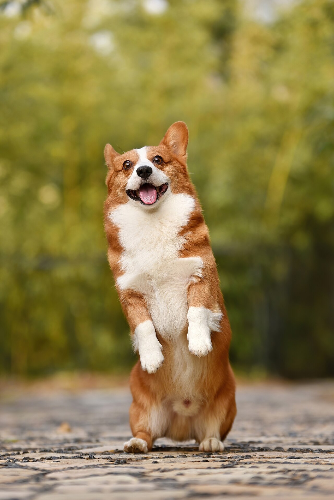 Why Do Corgis Have Short Legs? The Surprising Truth