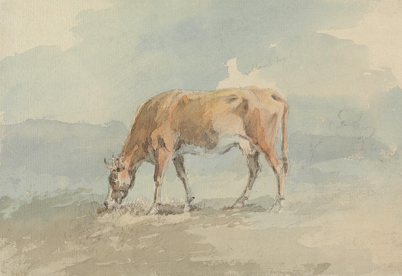 Why Do Cows Have Four Stomachs? The Ruminant Truth