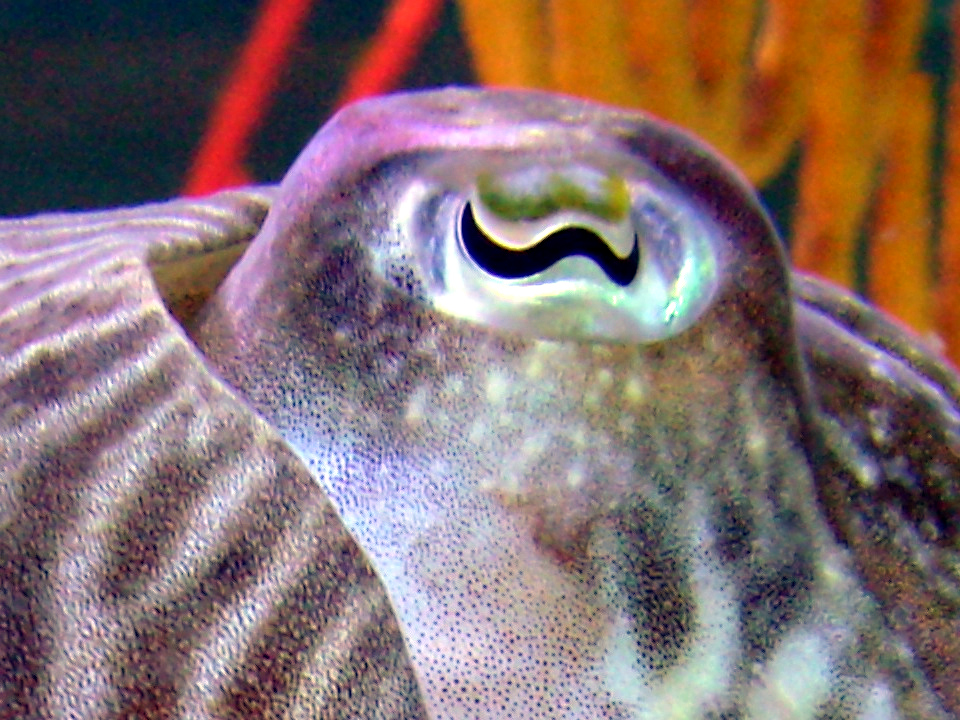 Why Do Cuttlefish Have W-Shaped Pupils?
