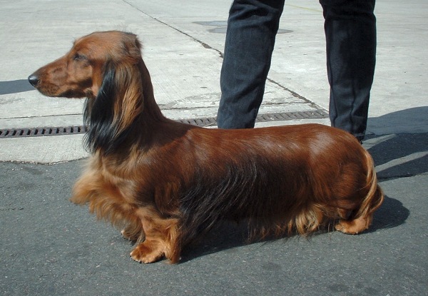 Why Do Dachshunds Have Long Backs? The Truth