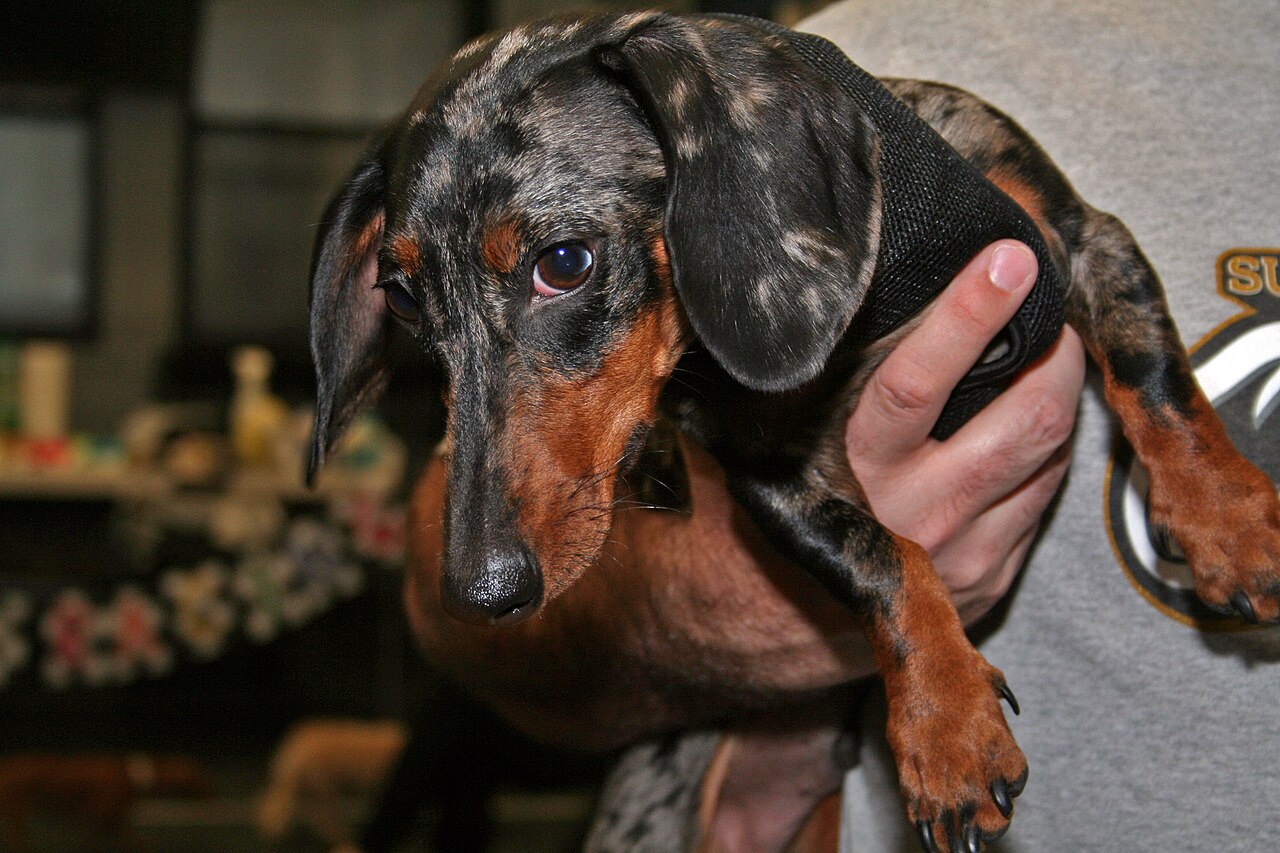 Why Do Dachshunds Have Long Bodies? The Genetic Truth