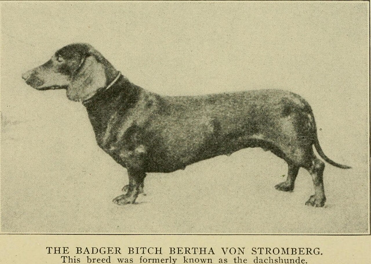 Why Do Dachshunds Have Such Short Legs?