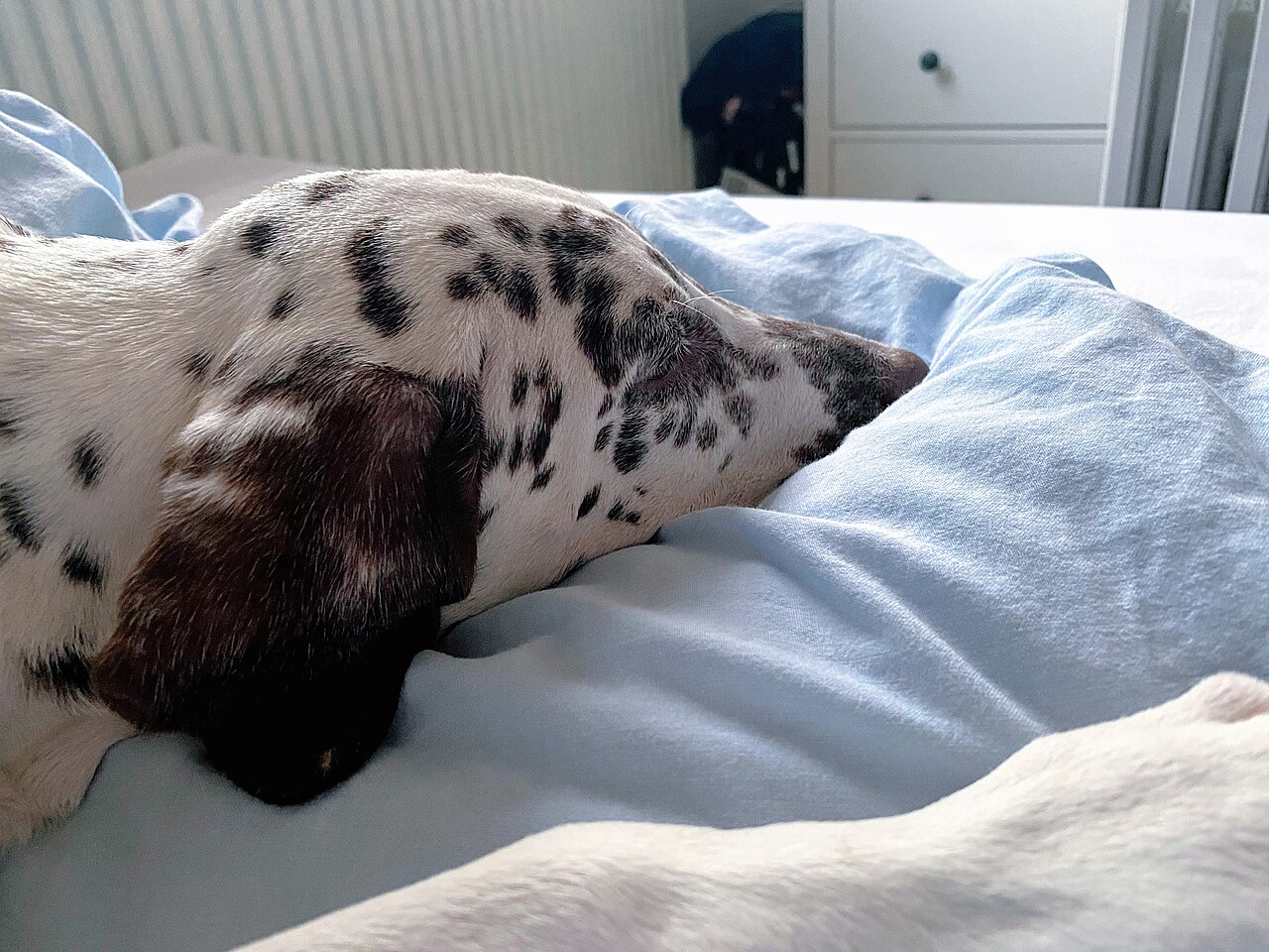 Why Do Dalmatians Have Spots? The Surprising Truth