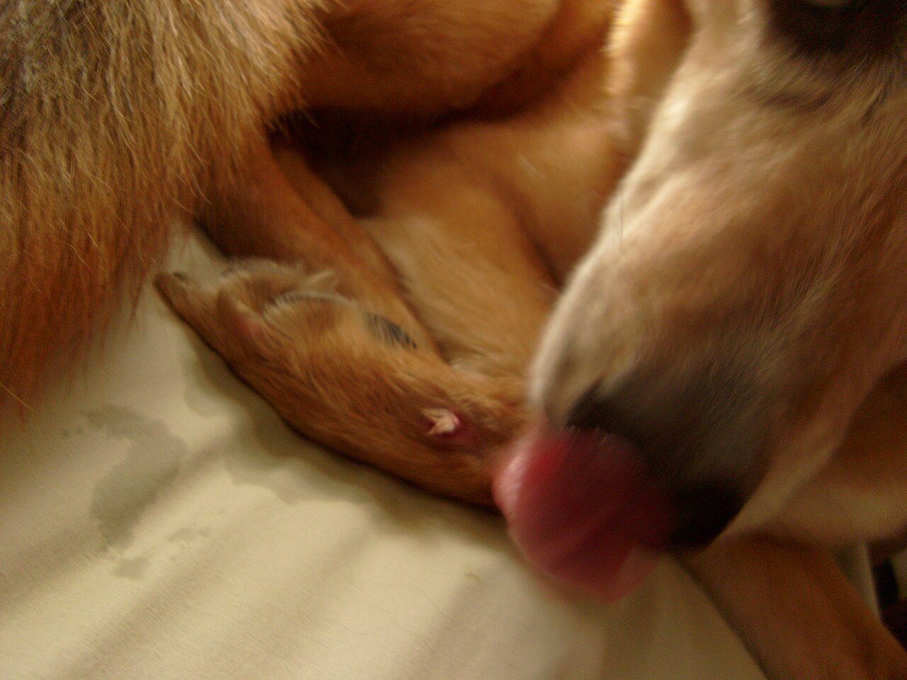 Why Do Dogs Lick Their Paws? The Itchy Truth