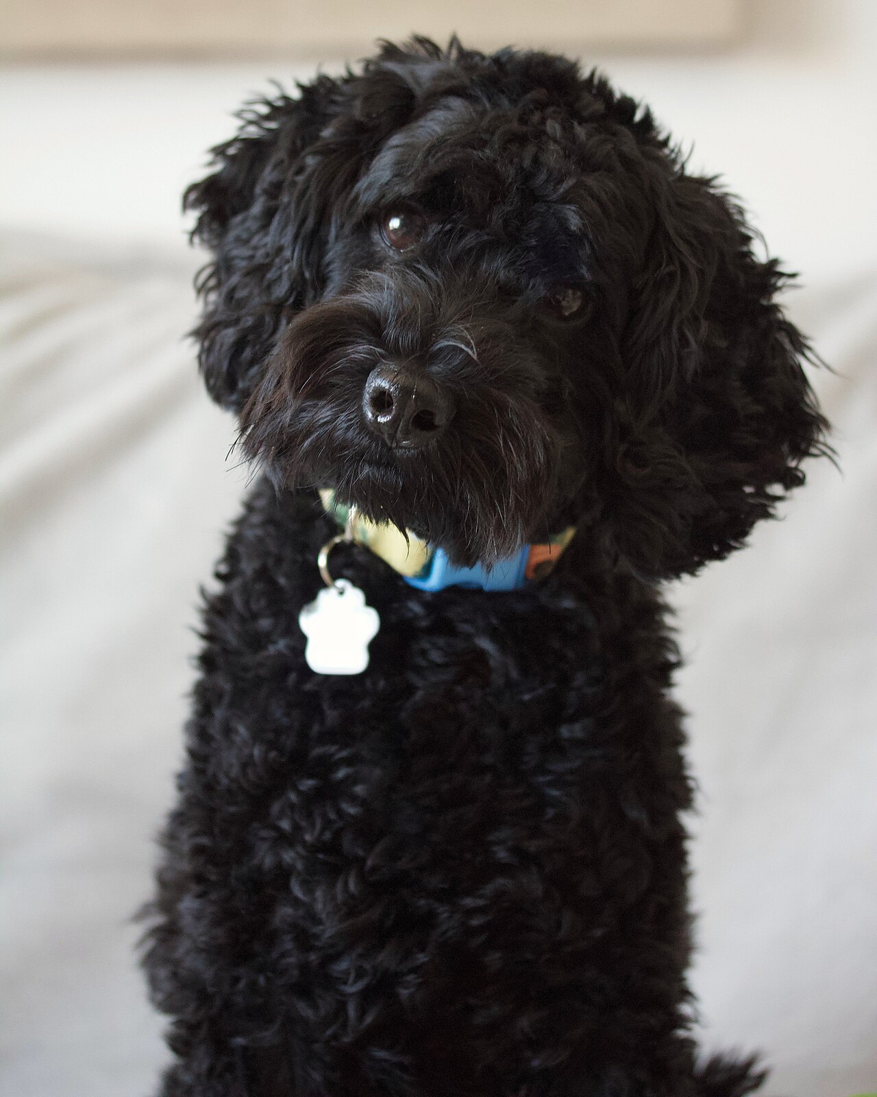 Why Do Dogs Tilt Their Heads When You Talk? The Truth