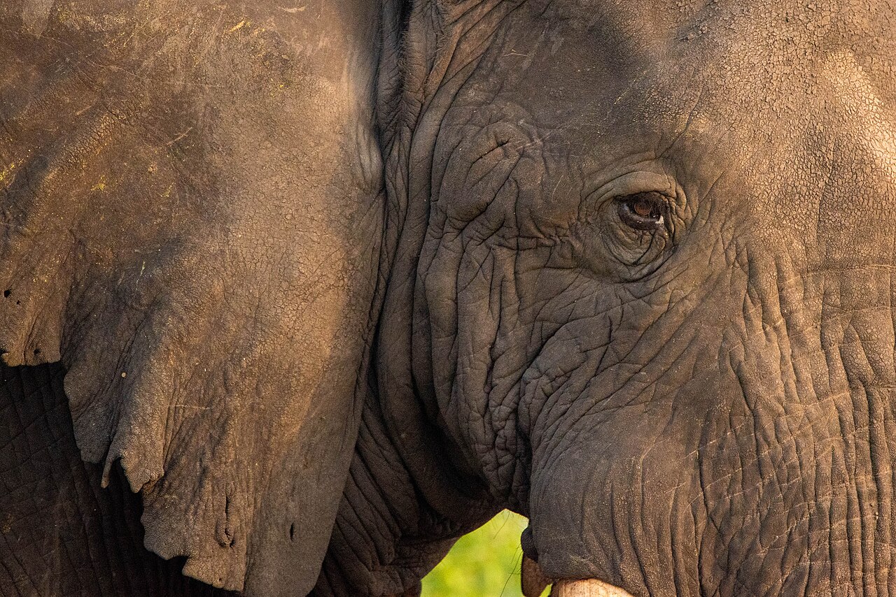 Why Do Elephants Have Such Huge Ears? The Icy Truth