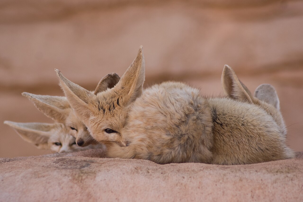 Why Do Fennec Foxes Have Huge Ears? The Desert Truth
