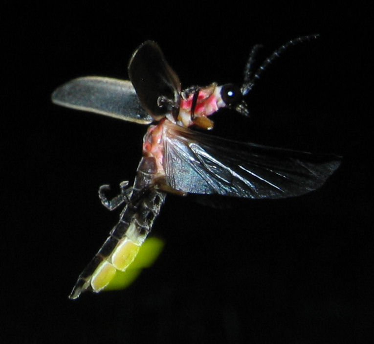 Why Do Fireflies Glow? The Shocking Truth