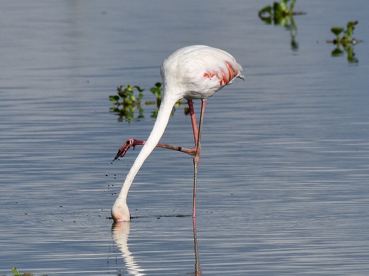 Why Do Flamingos Stand on One Leg? The Real Truth